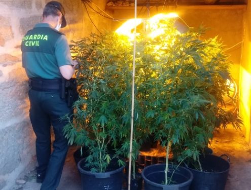 La Guardia Civil desmantela un cultivo de marihuana en un galpón de Arbo