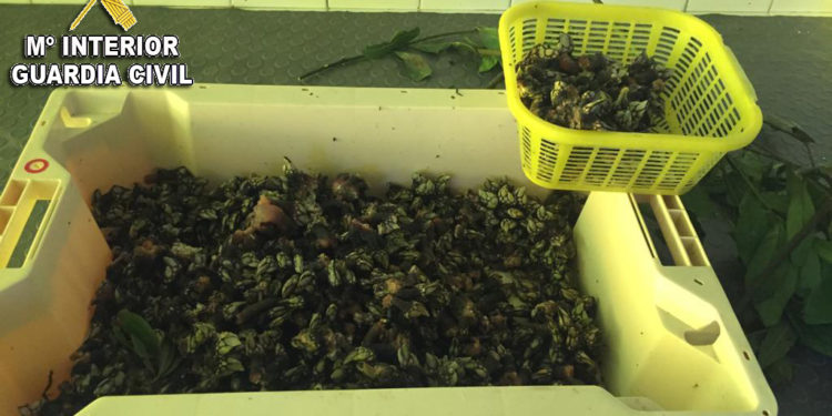 Sorprenden a dos vigueses vendiendo marisco furtivo en un vivero en O Morrazo