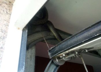 Liberan a una serpiente de gran tamaño que se quedó atrapada en un garaje de Vigo