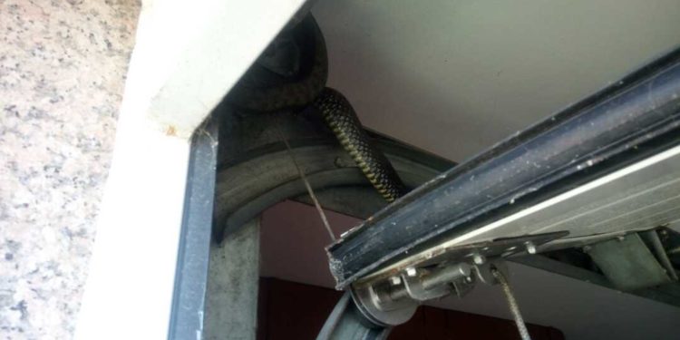 Liberan a una serpiente de gran tamaño que se quedó atrapada en un garaje de Vigo