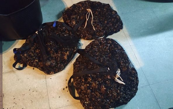 A Policía Autonómica comisa 37 quilos de percebe a varios furtivos na Guarda