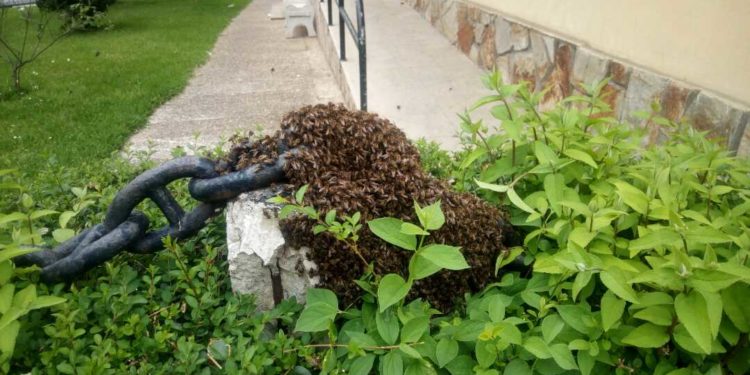 Un enjambre de abejas sorprende a los vecinos de A Bouza