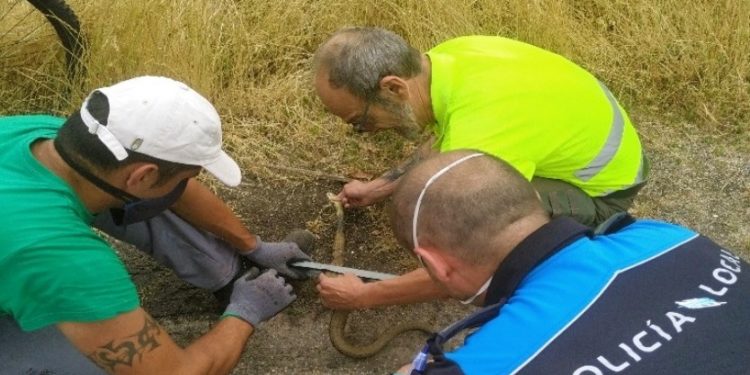 Liberan una serpiente localizada en un camión procedente de Oporto