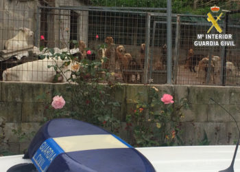 Investigan al dueño de unos perros que supuestamente mataron las gallinas y conejos de un vecino de Mos