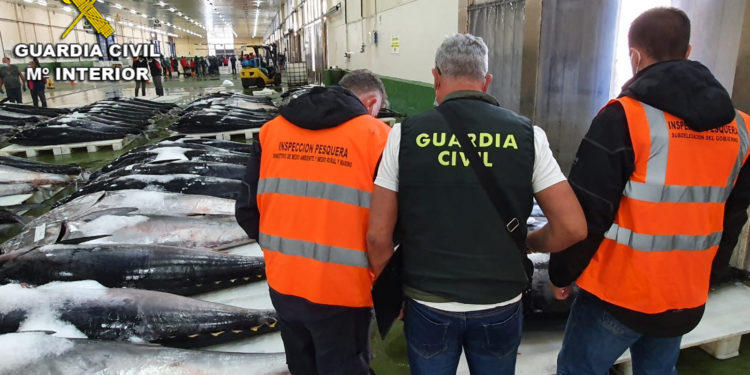 La Guardia Civil intercepta en Vigo una partida de 30 toneladas de atún rojo