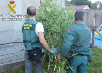 La Guardia Civil se incauta de una plantación de marihuana en Cangas y detiene a tres personas