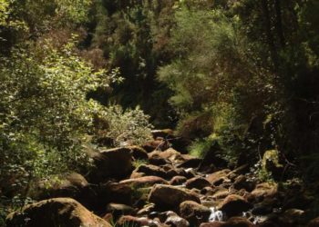 Pecha a inscrición para os baños de bosque tras esgotarse as 450 prazas dispoñibles