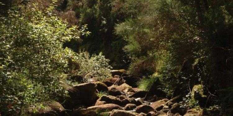 Pecha a inscrición para os baños de bosque tras esgotarse as 450 prazas dispoñibles