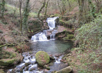 Os baños de bosque arrasan: esgotadas en 2 horas as prazas para as primeiras rutas