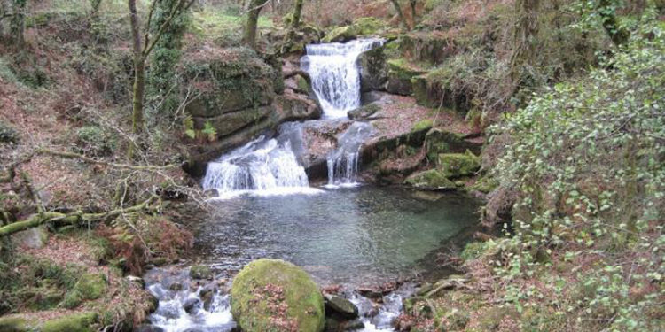 Os baños de bosque arrasan: esgotadas en 2 horas as prazas para as primeiras rutas