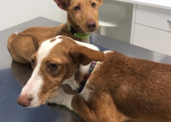 Os Biosbardos pide ayuda para hallar al dueño de dos perros abandonados junto a la protectora