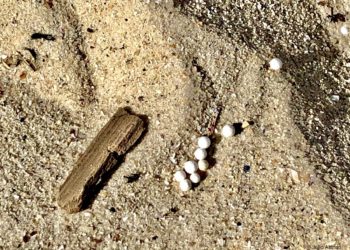 La contaminación del plástico