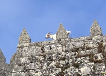 Las cabras del parador