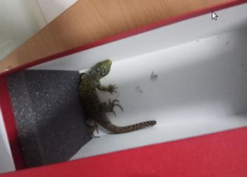 La Policía Local de Vigo retira tres serpientes de dos viviendas y un lagarto ocelado de un comercio