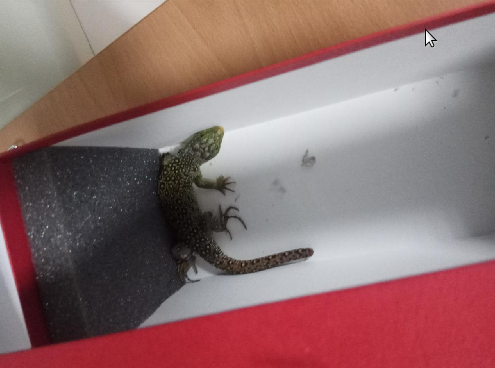 La Policía Local de Vigo retira tres serpientes de dos viviendas y un lagarto ocelado de un comercio