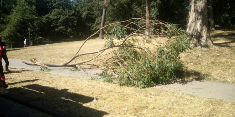 Los Bomberos retiran en A Bouza varias ramas a punto de caer sobre la vía