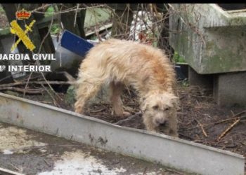 El Seprona denunció 200 infracciones medioambientales en un año en O Morrazo