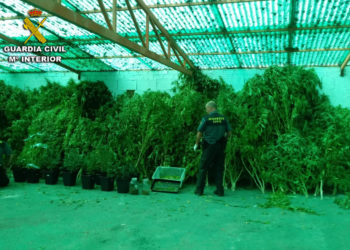 La Guardia Civil decomisa tres plantaciones de marihuana en Arbo