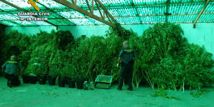 La Guardia Civil decomisa tres plantaciones de marihuana en Arbo