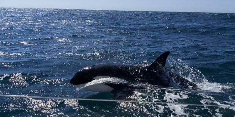 Tres orcas atacan y rompen el timón a un barco de vela que se dirigía a Baiona: «Vinieron a por nosotros»
