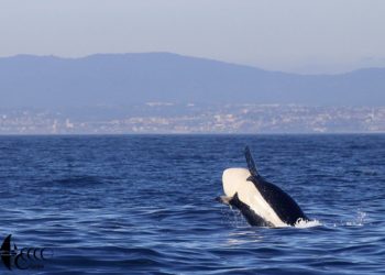 Cemma investiga si el mismo grupo de orcas ya «interactuó» con otros barcos en Cádiz, Cascais y Ons