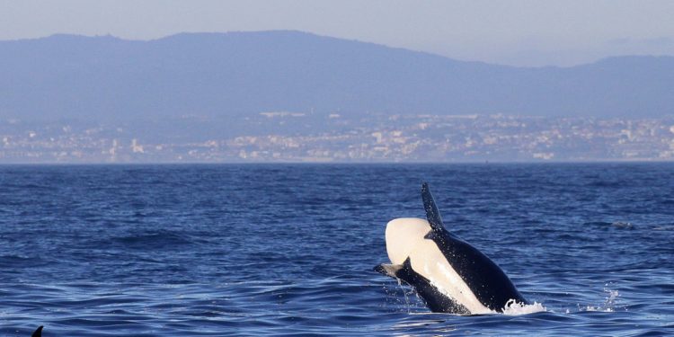 Cemma investiga si el mismo grupo de orcas ya «interactuó» con otros barcos en Cádiz, Cascais y Ons