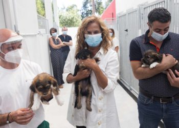 Pontevedra rexistra 275 adopcións de cans pero case 400 abandonos