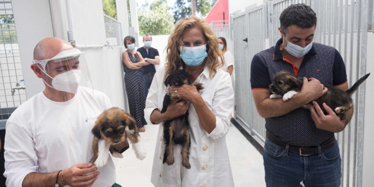 Pontevedra rexistra 275 adopcións de cans pero case 400 abandonos