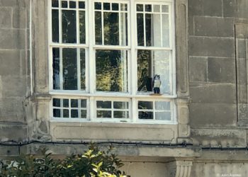 Un búho en la galería