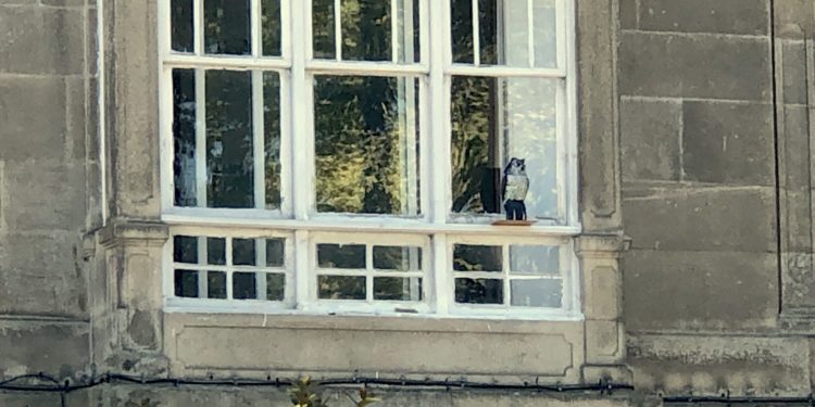 Un búho en la galería