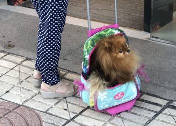 Una mochila para el perro