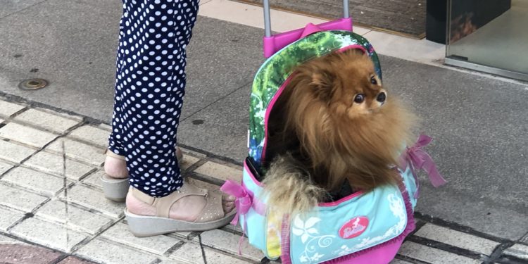 Una mochila para el perro