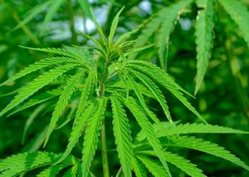 2020: oportunidad de oro para legalizar el cannabis en España