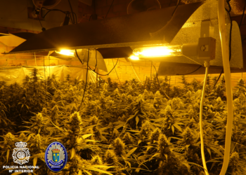 Descubren más de 1.000 plantas de marihuana durante un desahucio en una vivienda de Redondela