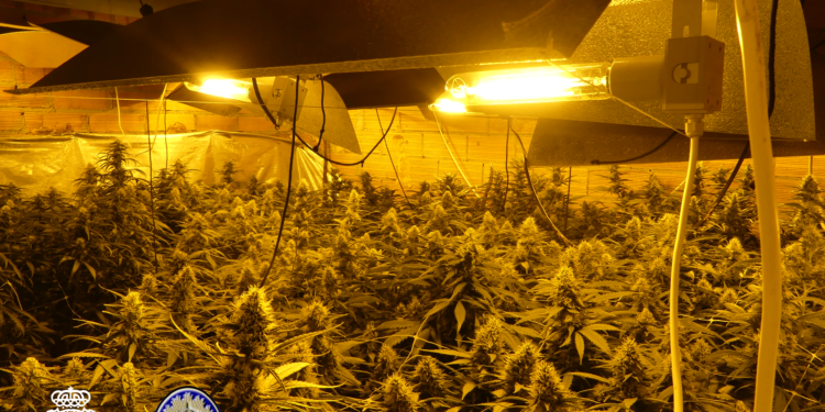 Descubren más de 1.000 plantas de marihuana durante un desahucio en una vivienda de Redondela