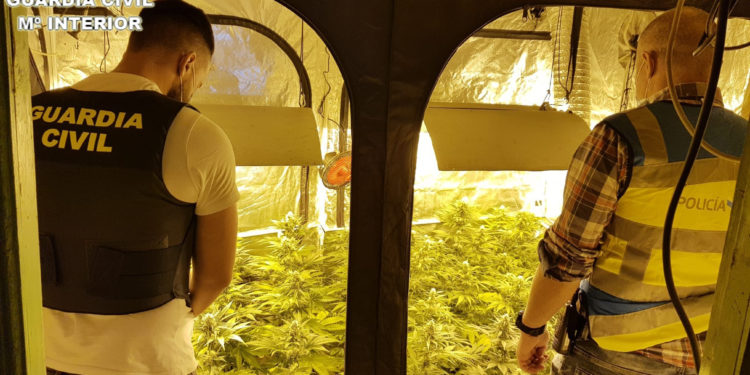 La Guardia Civil se incauta de una plantación de marihuana en O Porriño