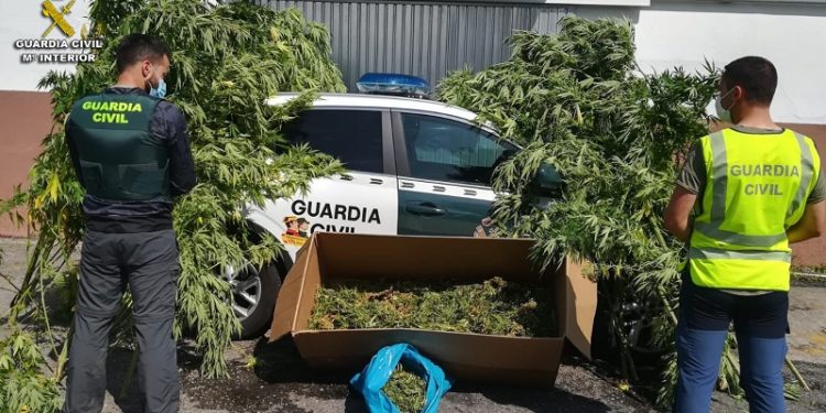 La Guardia Civil localiza una plantación de marihuana en Salceda con un dron