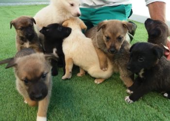 Rescatan 28 cachorros de catro camadas en Salvaterra, A Cañiza e Meaño