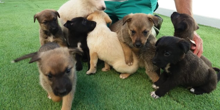 Rescatan 28 cachorros de catro camadas en Salvaterra, A Cañiza e Meaño