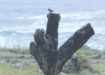 El día que fusilaron a Humberto Baena