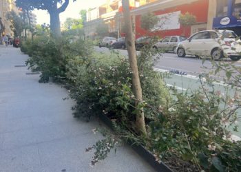 Molestias y peligros de las jardineras descuidadas