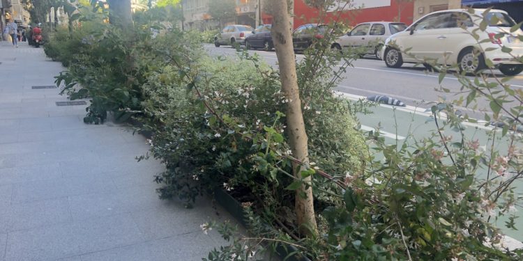 Molestias y peligros de las jardineras descuidadas