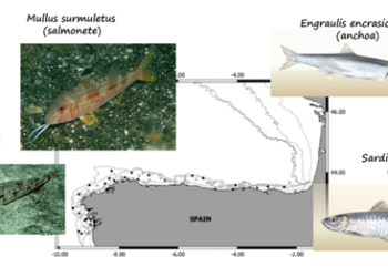Investigadores de Vigo y Santander descubren microplásticos en el 78% de los peces del noroeste ibérico