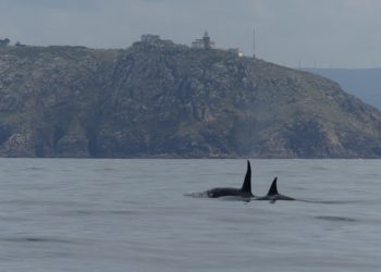 Cemma avista 97 cetáceos na costa galega e traslada «tranquilidade» aos navegantes