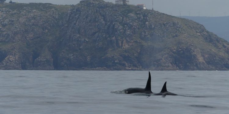 Cemma avista 97 cetáceos na costa galega e traslada «tranquilidade» aos navegantes