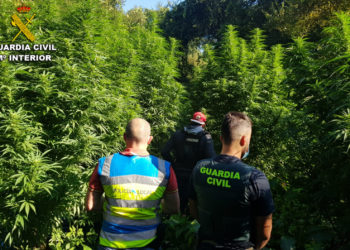 La Guardia Civil desmantela en O Porriño una plantación de marihuana vigilada con sensores de movimiento