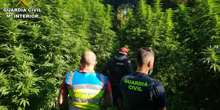 La Guardia Civil desmantela en O Porriño una plantación de marihuana vigilada con sensores de movimiento