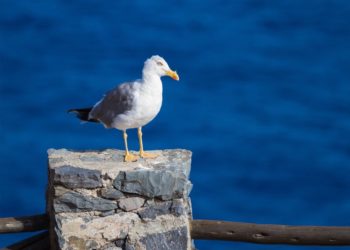 Un estudio en las gaviotas de Vigo apunta a una concentración de contaminantes perjudicial para el ser humano