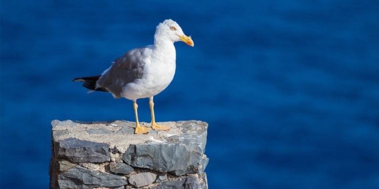 Un estudio en las gaviotas de Vigo apunta a una concentración de contaminantes perjudicial para el ser humano
