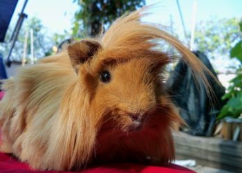 ¿Cuáles son las mejores jaulas para que una cobaya sea feliz?